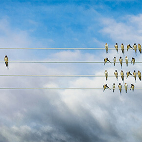 A group of birds on one side of wire lines and only one on the opposite side